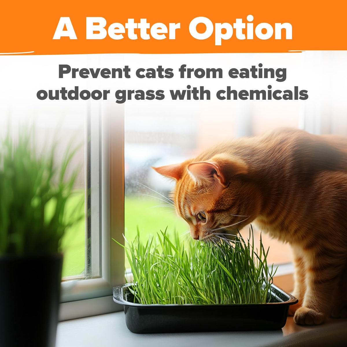 Indoor Cat Grass Refill 3,200+ Seeds D4871