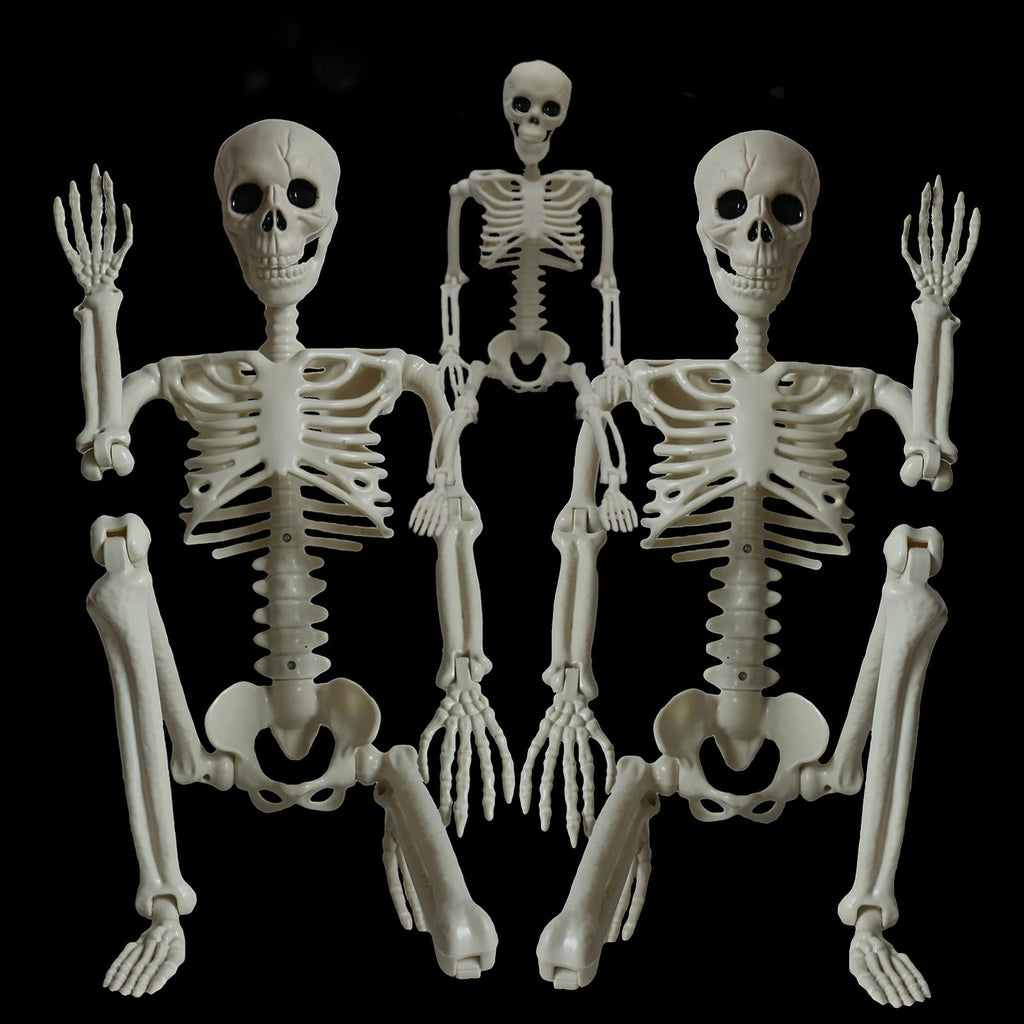2Pcs 36" 1Pcs 16" Posable Plastic Skeleton F643