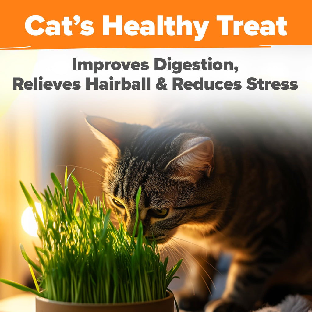 Indoor Cat Grass Refill 3,200+ Seeds D4871