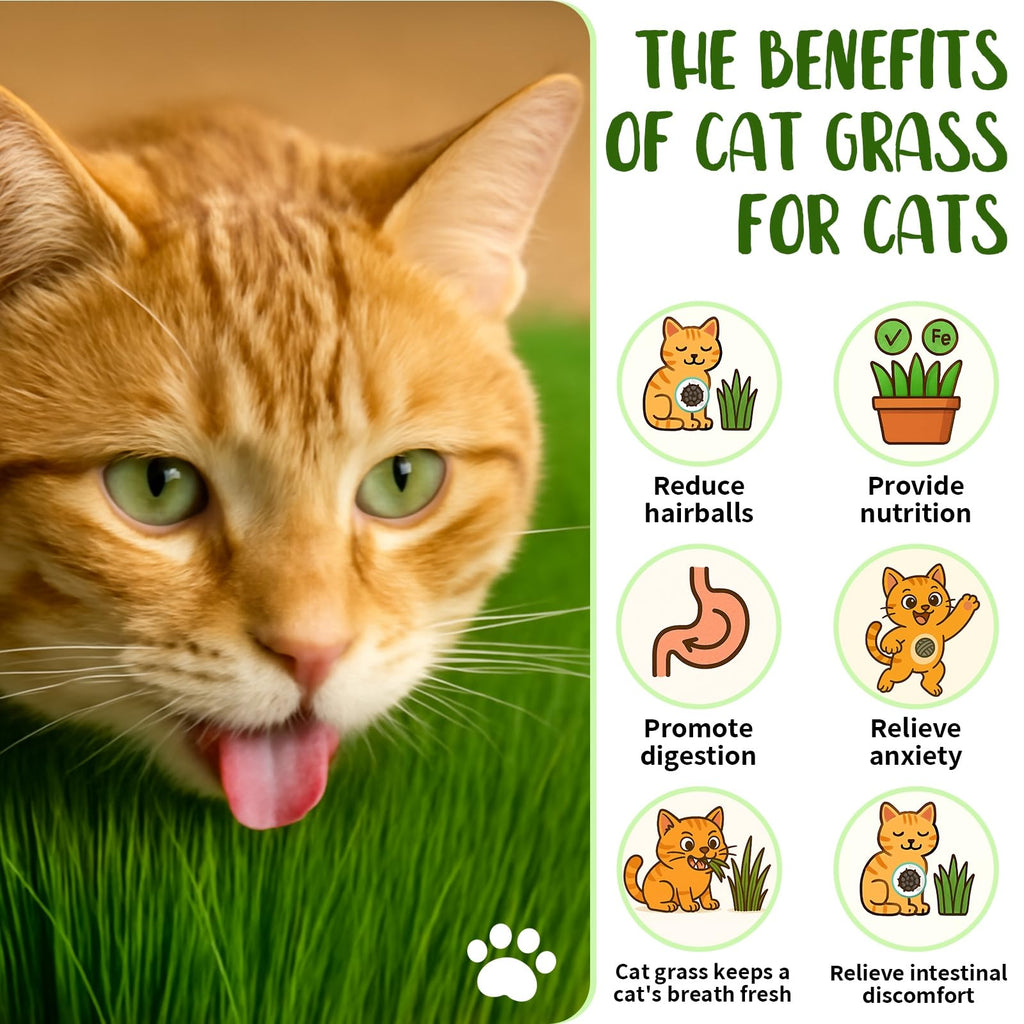 Cat Grass Growing Kit M864