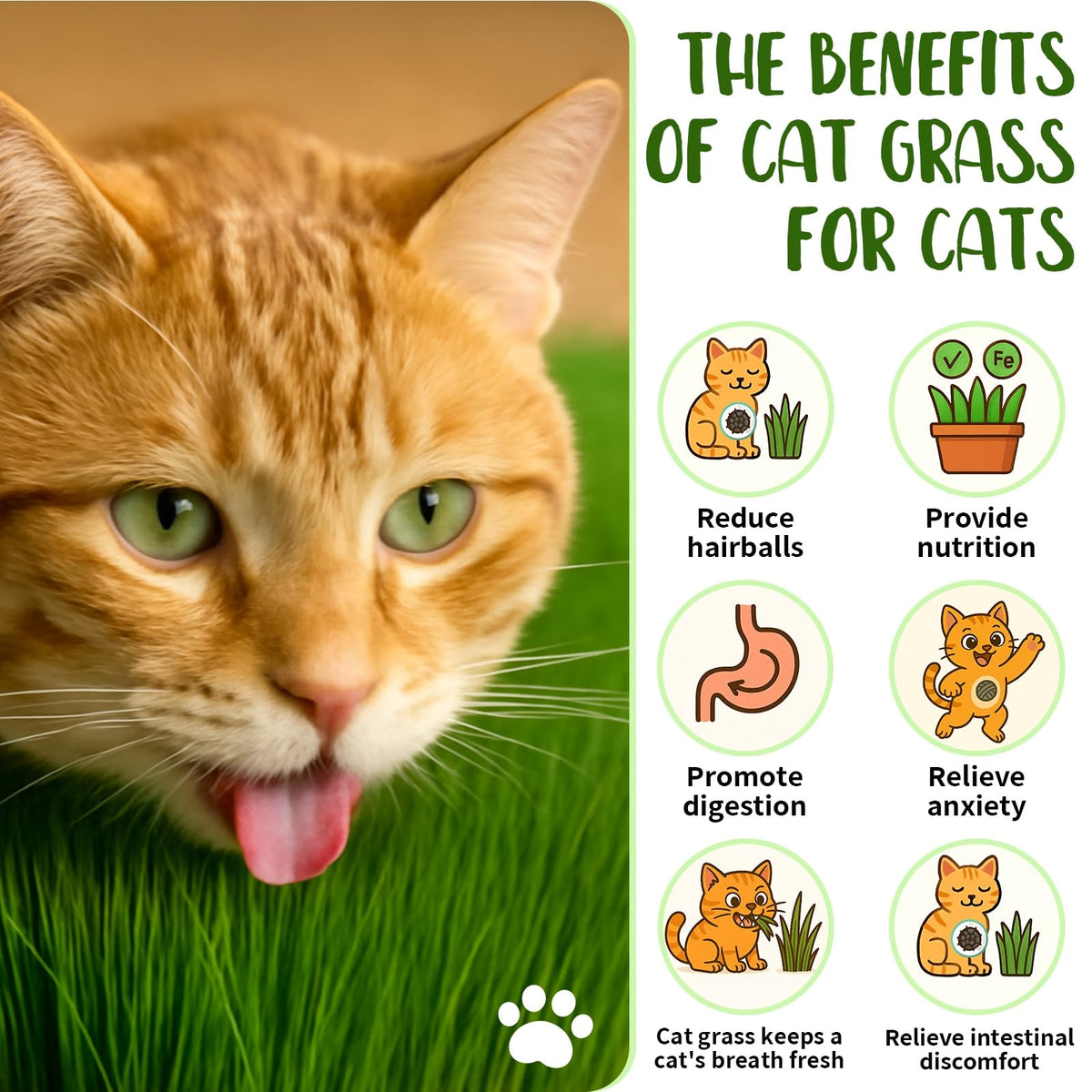 Cat Grass Growing Kit M864