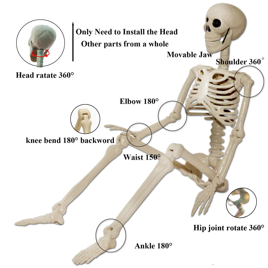 2Pcs 36" 1Pcs 16" Posable Plastic Skeleton F643