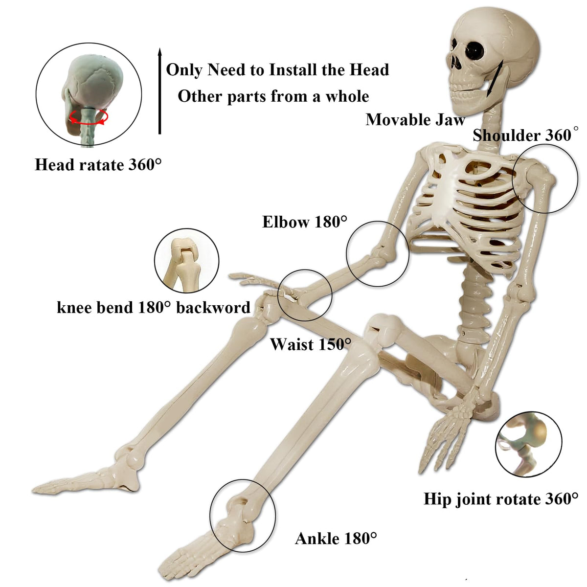 2Pcs 36" 1Pcs 16" Posable Plastic Skeleton F643