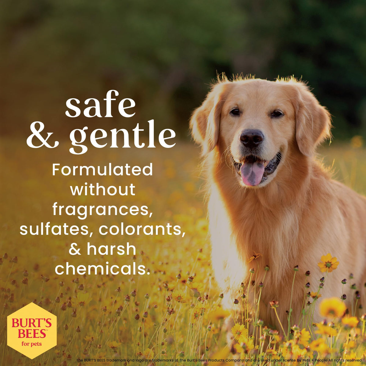 Hypoallergenic Dog Shampoo Shea Butter Honey 16 Fl Oz R3039