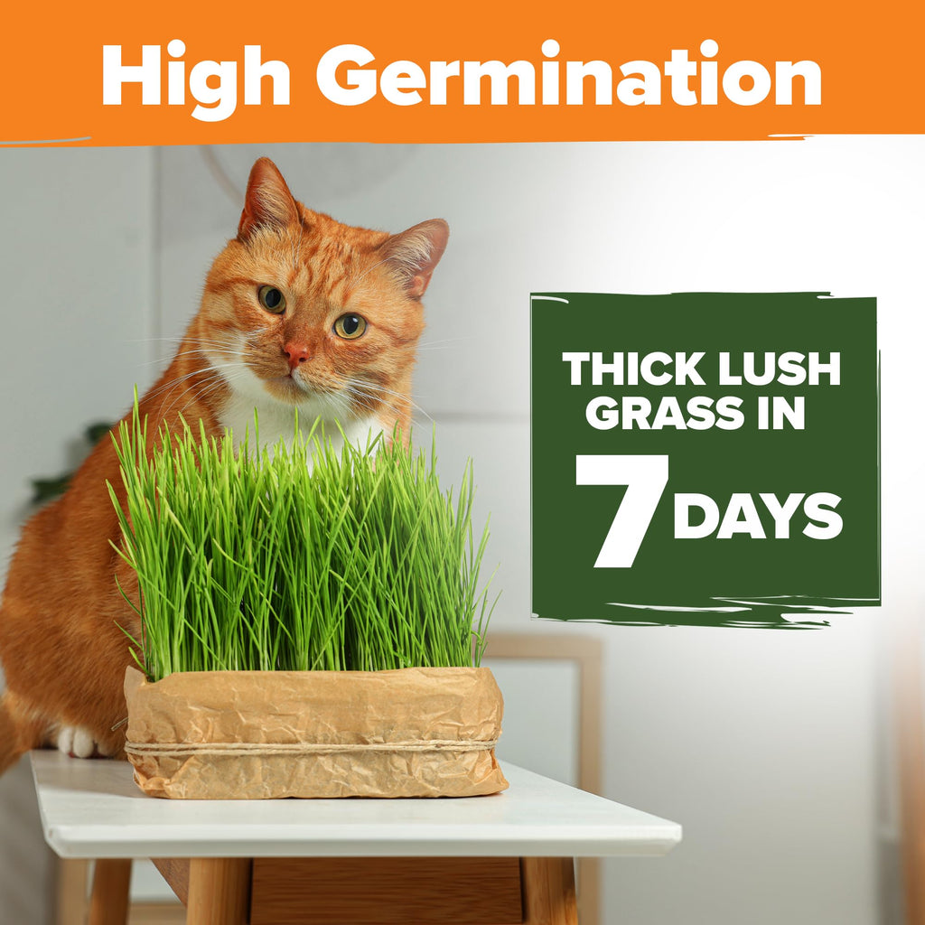 Indoor Cat Grass Refill 3,200+ Seeds D4871