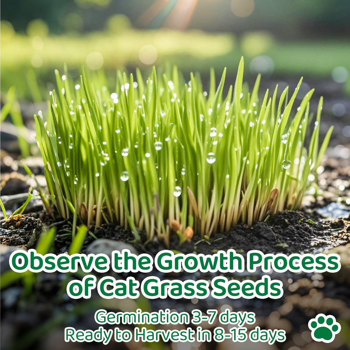 Cat Grass Growing Kit M864