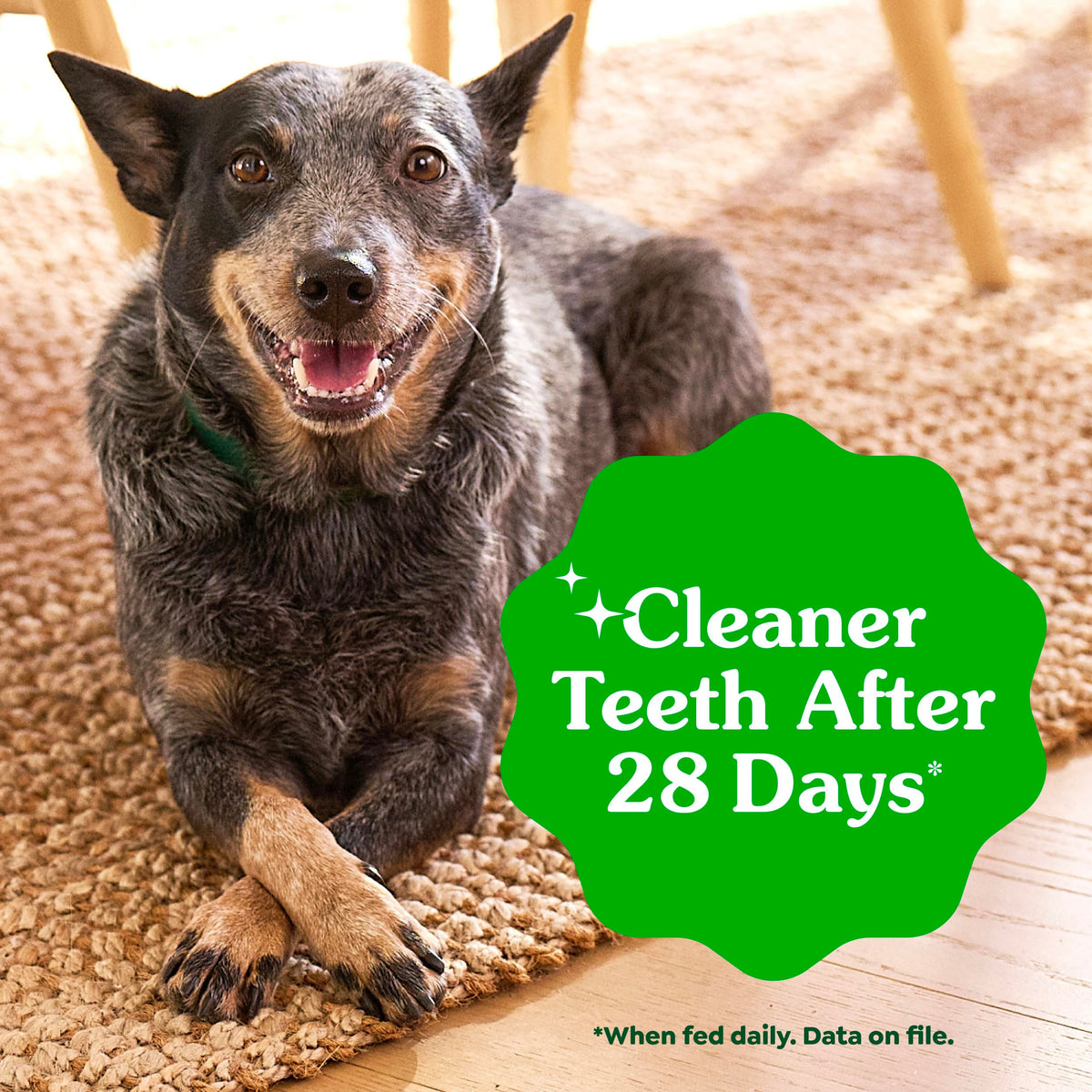 Large Dental Dog Treats 24 Count S4679
